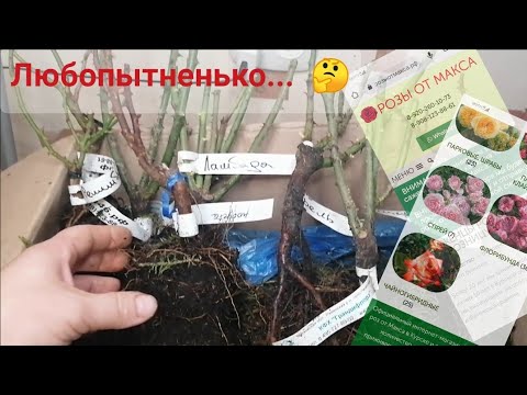 Видео: Обзор посылки с розами из питомника "Розы от Макса". #обзорпосылки #розы #уральскиерозы