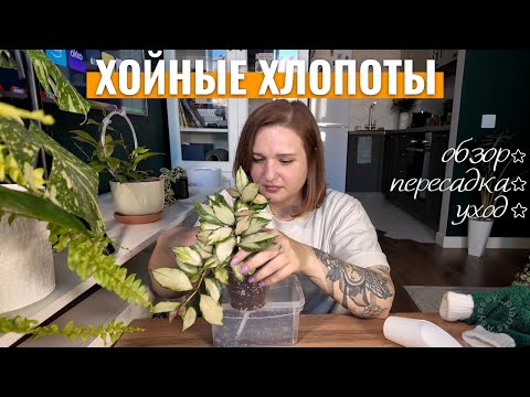 Видео: МОИ ХОЙИ | Обзор, уход и оформление