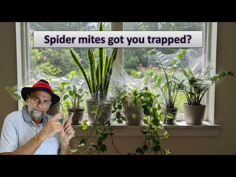 Видео: Простые способы быстрого избавления от паутинных клещей