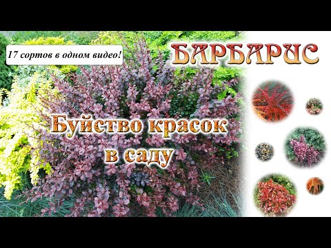 Видео: Барбарисы моего сада. Сорта барбарисов с описанием. Барбарис Тунберга и Фрикарта.