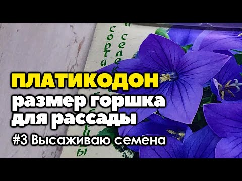 Видео: #3 Размер горшков для выращивания рассады платикодона | Как вырастить платикодон из семян | 2021 год