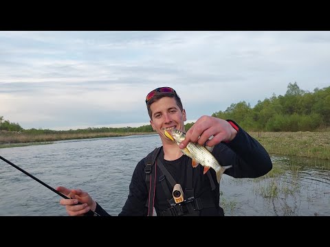 Видео: р. БИСТРИЦЯ!!! Перші весняні голавлики! Активна рибка?...Вечірня рибалка...