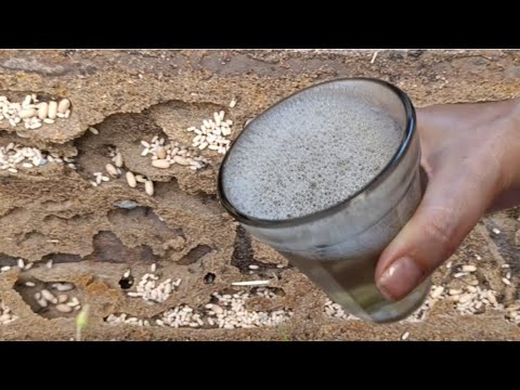 Видео: СТАКАН В ОБЕД МУРАВЬЕВ БОЛЬШЕ НЕТ #совет Работаем Моментально