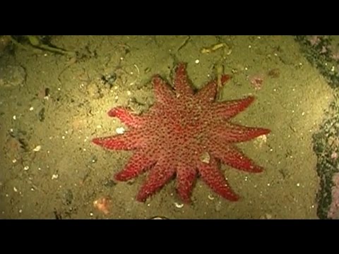 Видео: Под водой с Олегом Божок - 509 - Подводные скалы Белого моря.