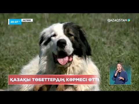 Видео: Ақтөбеде қазақы төбет иттердің көрмесі өтті