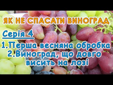 Видео: Перша весняна обробка винограду. Огляд винограду, що може довго висіти на лозі