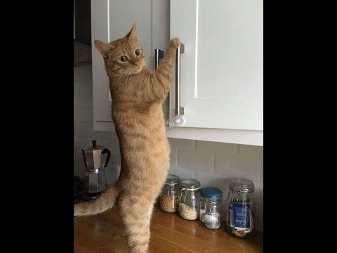 Видео: Ночная жизнь кошек: что на самом деле происходит, пока вы спите?