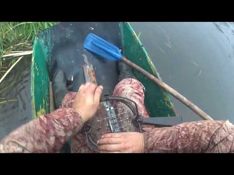 Видео: Охота на бобра капканами на реке. Я в шоке просто нет слов.#охотакапканами#капкан#ох ота#бобр#бобры