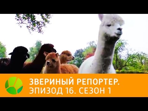 Видео: Звериный репортер. Эпизод 16. Сезон 1 | Живая Планета