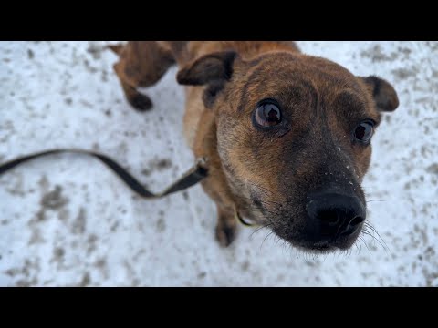 Видео: Первая в мире ТИГРОВАЯ ТАКСА в нашем приюте! / Найдётся ли им местечко у нас?!