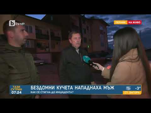 Видео: Тази сутрин: Бездомни кучета нападнаха човек в Перник