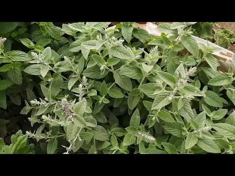 Видео: 3 новых сорта мяты - от Натальи Ромашки