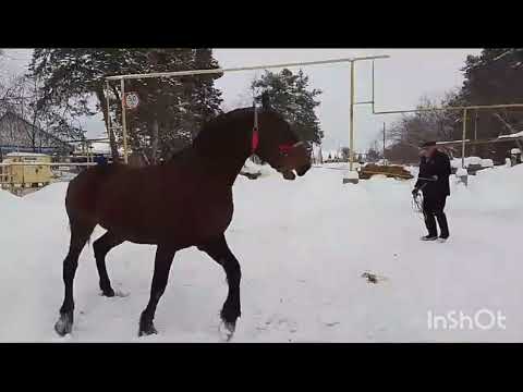 Видео: Продажа элитных рысаков