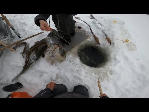 Видео: Рыбалка,Осётр на Енисее..17