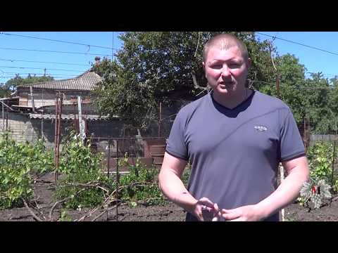 Видео: Уход ЗА ПОДМЕРЗШИМИ КУСТАМИ Винограда / Борьба С ЖИРУЮЩИМИ ПОБЕГАМИ