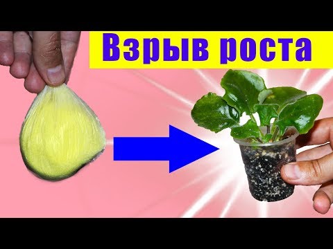 Видео: ВОТ ЧЕМ Я ПОЛИВАЮ ФИАЛКИ! РАСКРЫВАЮ ВАМ СЕКРЕТ! ВСЕ СЮДА! ПОЛИВАЙТЕ ЭТИМ И БУДЕТ ШИКАРНЫЙ РОСТ!