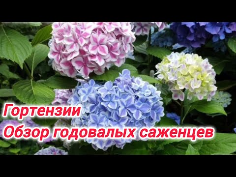 Видео: Гортензии. Обзор годовалых саженцев