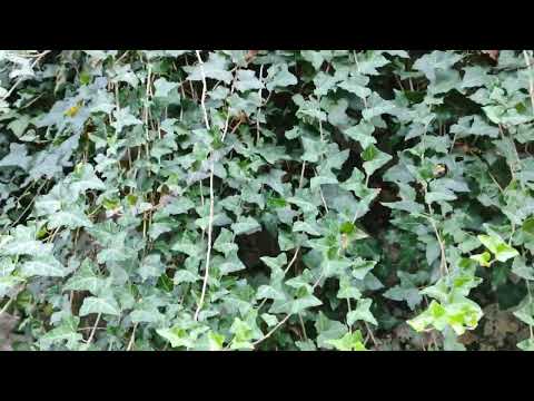 Видео: Гагра.Жоэкварское ущелье. 22.09.23