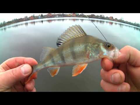 Видео: Обзорчик палочки Maximus STREETRACER 18XUL.