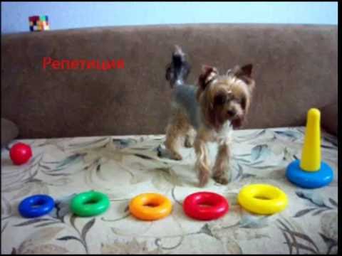 Видео: Артист. Собирает пирамидку. (Репетиция)