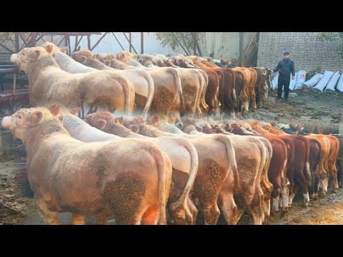 Видео: TONNA BO’LADIGON AVLIKOL BUQALAR KELDI 🇷🇺👍👍👍31 октября 2025 г.