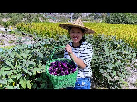 Видео: Посадила 12 баклажанов,и съев их пол года, я еще могу набрать полную корзину