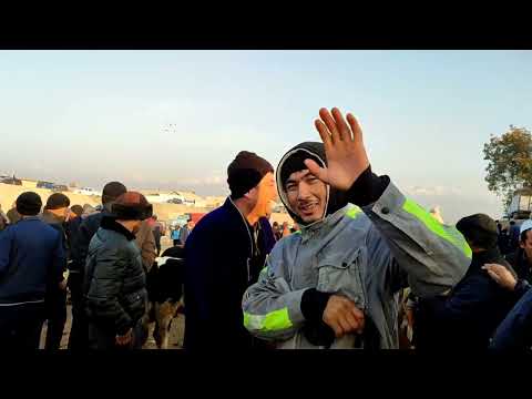 Видео: МОЛ БОЗОРИ Ш ТУРСУНЗОДА РЕГАР 