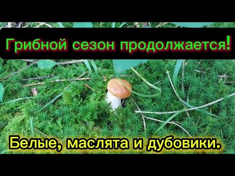 Видео: Грибной сезон продолжается! Белые, маслята и дубовики. 