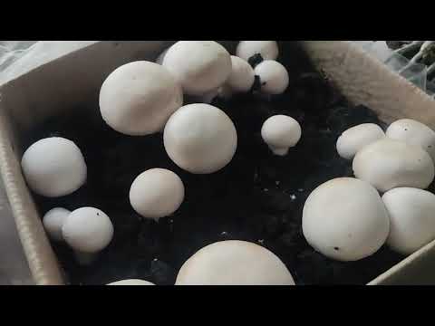 Видео: набори від Vse Roste для вирощування грибів з коробки