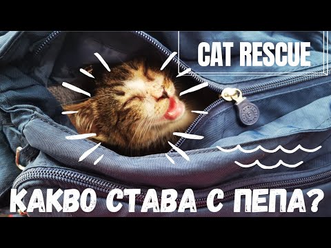 Видео: 2022 КОРЕЯ: Спасихме котка! Какво става с Пепа?