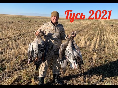 Видео: Охота на гуся в Казахстане, Акмолинская область, Сентябрь 2021 год