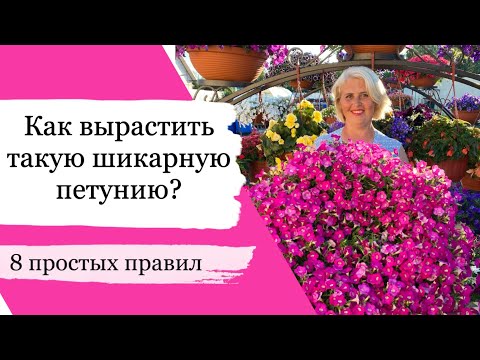 Видео: КАК УХАЖИВАТЬ ЗА ПЕТУНИЕЙ, чтобы она всегда была очень пышной и красивой!!! Простые советы!!!