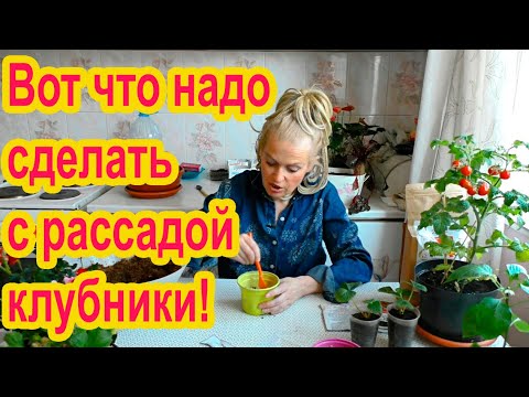 Видео: Что делать с саженцами клубники до посадки?