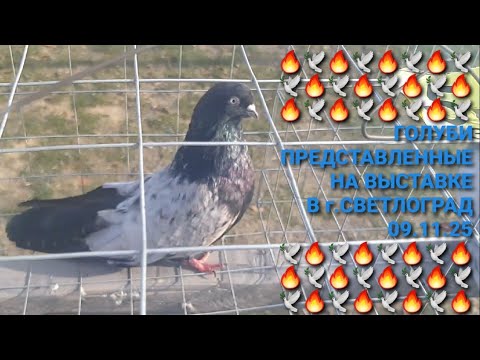 Видео: 🔥🔥🔥  09.11.25. Выставка николаевских голубей в г.Светлоград. Голуби представленные для оценки.