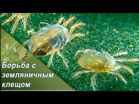 Видео: Земляничный клещ / strawberry mite control