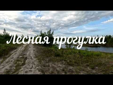 Видео: Лесная прогулка - в поисках морошки. #янао #лето #лес