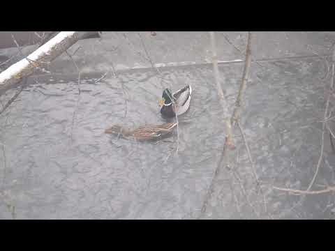 Видео: Спаривание уток.