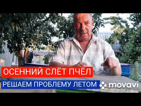 Видео: Осенний слёт пчёл.