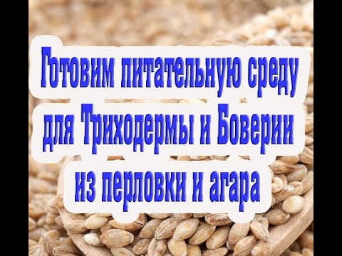 Видео: Приготовление питательной среды для   боверии и триходермы на перловой крупе и агаре  .