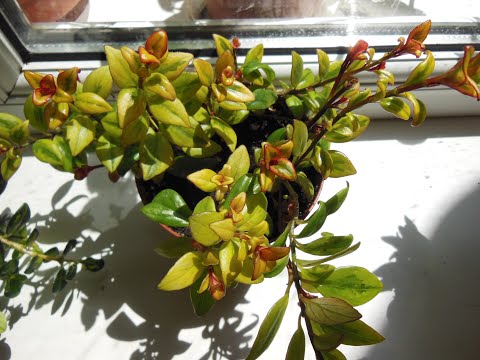 Видео: #Растим нематантус Nematanthus . Как размножить. В чем залог его успешного выращивания. Солейролия