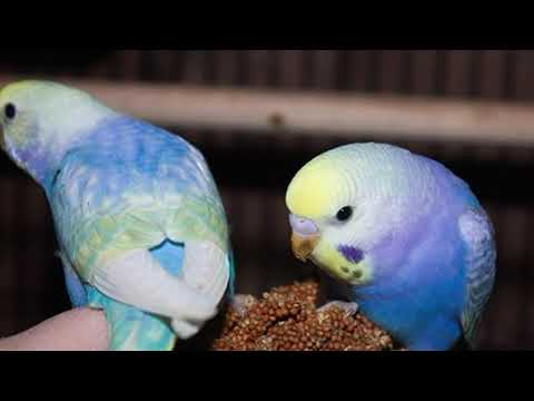 Видео: Расцветки оперения волнистого попугая // какие они бывают //стандарты ВОЗВП