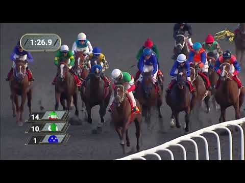 Видео: 13-я Скачка Приз Раиса Республики Татарстан (1гр). Казанский ипподром. 30.08.2023