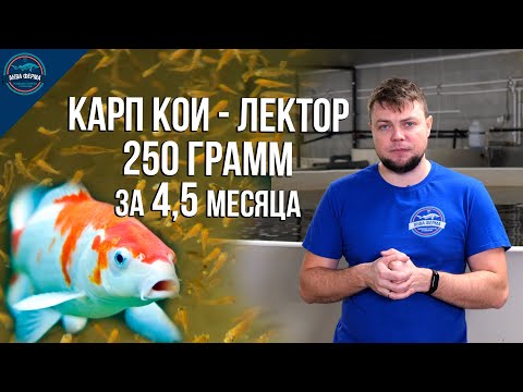 Видео: Карп кои - Лектор набрал за 4,5 месяца 250 грамм