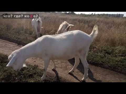 Видео: Когда покрыть молодую козочку. Не торопимся!!!🙂🙂🙂