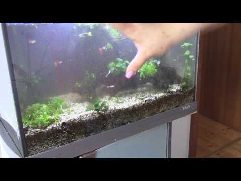 Видео: #Аквариум с #ГУППИ 60 литров  Глобальная пересадка #растений