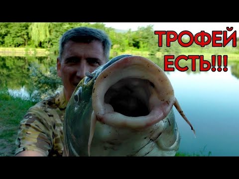 Видео: ТРОФЕЙ на ЧАРУЮЩУЮ СЛИВУ. РЕКОРД водоёма #рыбалка #карп #карась #фидер #флэт #carpfishing #сазан