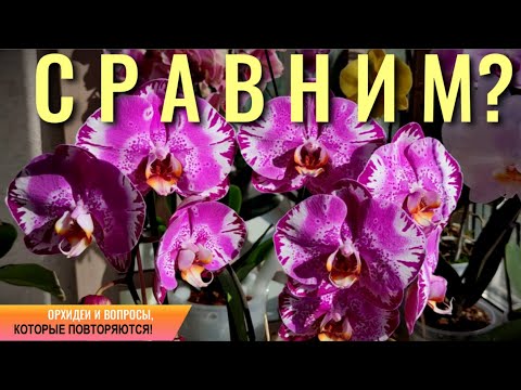 Видео: ❓ОРХИДЕИ И ОТВЕТЫ НА ВОПРОСЫ, КОТОРЫЕ НИКОГДА НЕ ЗАКОНЧАТСЯ!!! НОГОХВОСТКИ И ТРИПСЫ, КАК ОТЛИЧИТЬ?