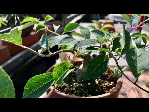 Видео: Не сломайся! ! Контрмеры против веток, которые ломаются, даже если вы осторожно снимаете