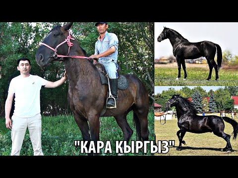 Видео: УКМУШ!!! КЫРГЫЗСТАНДА "КАРА КЫРГЫЗ" ПАРОДАСЫ ПАЙДА БОЛОТ!!! "НОНИУС" ЖЫЛКЫСЫ ТУУРАЛУУ МААЛЫМАТ