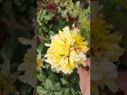 Видео: Прогулка по розарию..                               Конец сентября 🍂